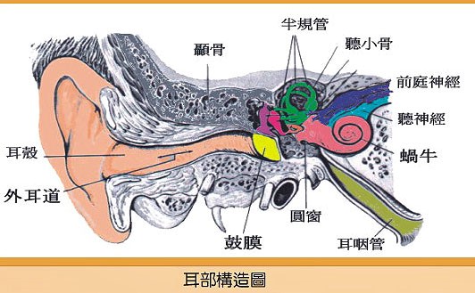 耳の構造と役割